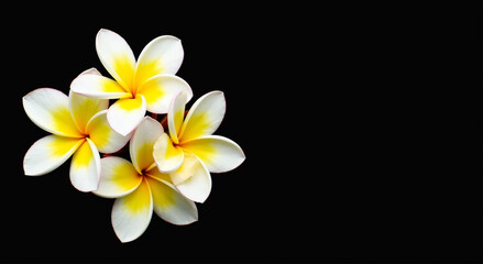 Fototapeta premium frangipani flower isolated on black