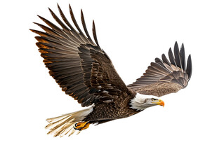 Fototapeta premium a bald eagle flying in the sky