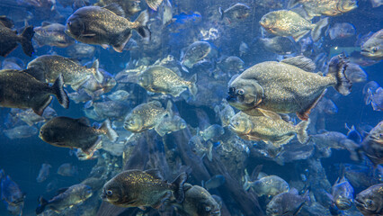 Red-bellied Piranha ( Pygocentrus nattereri ) swim inside the aquarium.