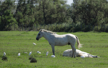 Horse on a pasture in the Camargue