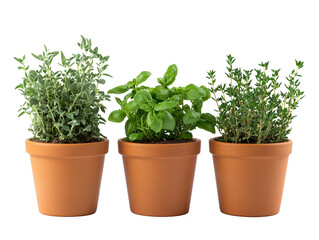 Obraz premium a group of potted plants