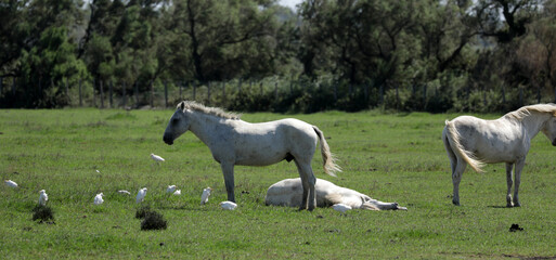 Horse on a pasture in the Camargue