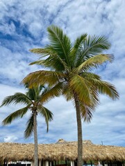 Palmen im Wind