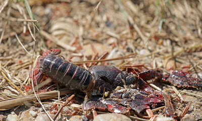 Crab animal aquatic animal dead on the beach