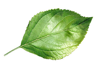 Green apple leaf isolated on transparent background
