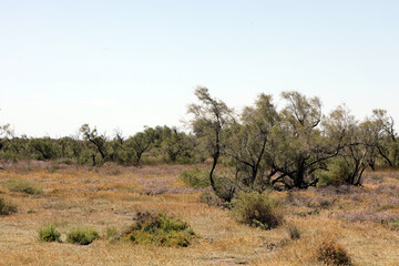 Obraz premium Landscape in the Camargue Provence South of France