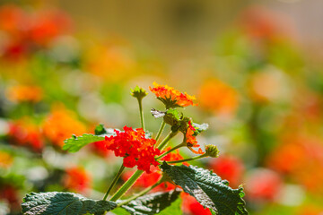 red and yellow flowers