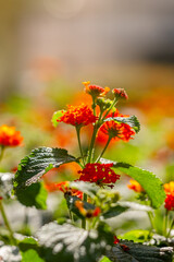 flowers in the garden