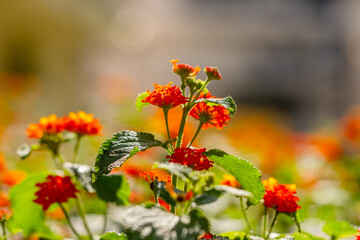 red and yellow flowers