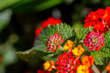 red and yellow tulips