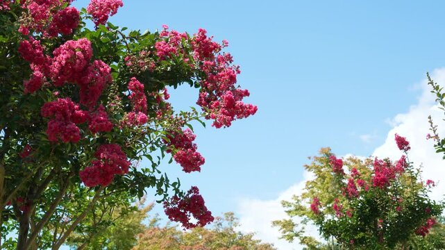 赤いサルスベリの花（百日紅）