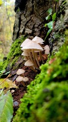 mushrooms in the forest
