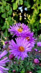 bee on a flower