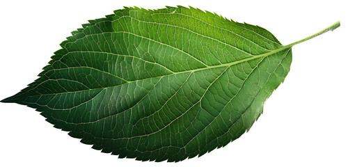 Green apple leaf isolated on transparent background