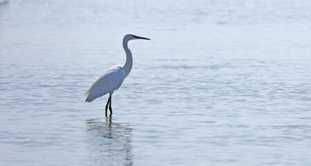 White heron standing in the water