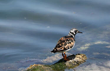 Ruddy turnstone bird animal sitting on a stone
