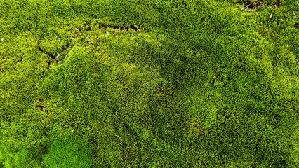 Green moss background texture. Green moss texture. Green moss background.