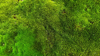 Green moss background texture. Green moss texture. Green moss background.