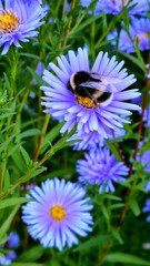 Bumblebee sleeping in purple chrysanthemum flower in the evening in the garden. Selective focus