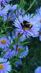 Bumblebee sleeping in purple chrysanthemum flower in the evening in the garden. Selective focus