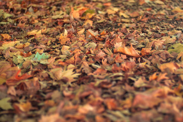 Hojas caídas en el camino por el bosque