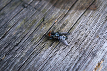 Housefly sits on an old wooden surface.