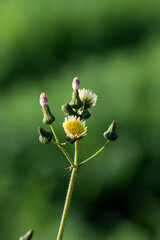 Macro photography of Sonchus, commonly known as sow thistles, a genus of flowering plants in the tribe Cichorieae within the family Asteraceae