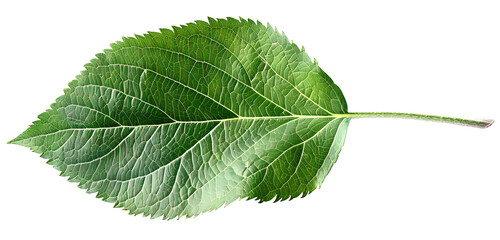 Fototapeta premium Green apple leaf isolated on transparent background