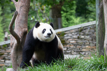Fototapeta premium Close up Cute Panda, Bao Li, in Wolong Panda Base, China