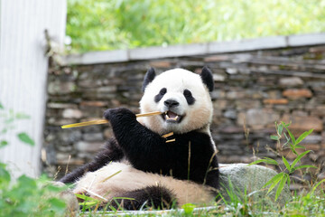Fototapeta premium Close up Cute Panda, Bao Li, in Wolong Panda Base, China