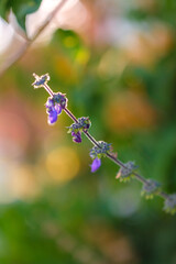 flowers in the garden