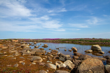 Beautiful arctic landscape in summer colours with pink flowers in the background and blue skies and soft clouds, Arviat, Nunavut Canada