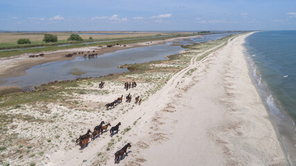 Wild horses in the Danube Delta