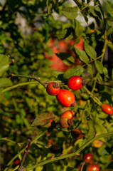 ripe rose hips