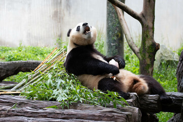 Close up Cute Panda, Bao Li, in Wolong Panda Base, China