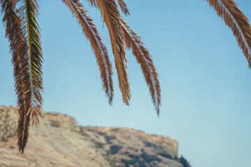 palm tree on the beach