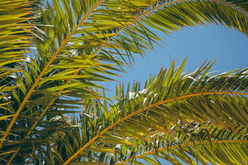 palm tree leaves