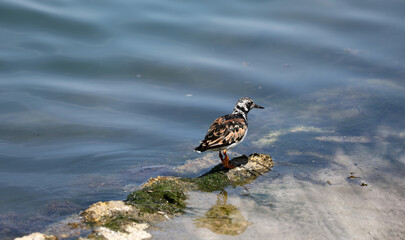 Ruddy turnstone bird animal sitting on a stone