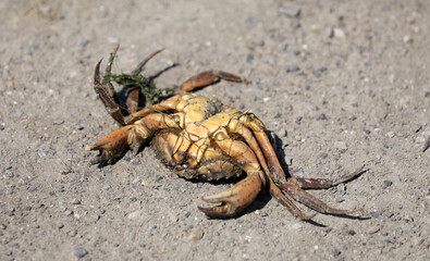 Crab animal aquatic animal dead on the beach