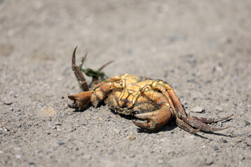 Crab animal aquatic animal dead on the beach