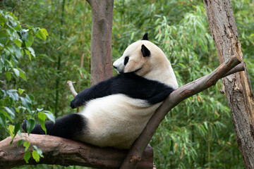 Obraz premium Close up female Panda, Rui Rui, Wolong Panda base