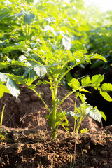 Solanum tuberosum, commonly known as potato, is a tuber native to the Americas and consumed as a staple food in many parts of the world.