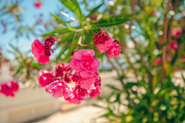 pink flowers in the garden