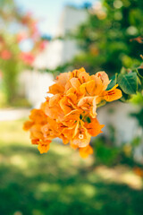 orange dahlia flower