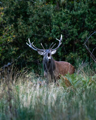 Red deer (Cervus elaphus) stag roaring in the wood during ruttin
