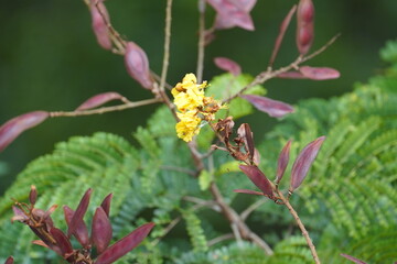 flowers and butterflies on trees 