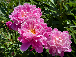 Peonies flowers beautiful pink paeonia Lactiflora