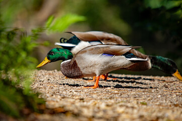 Erpel auf einem Kiesweg