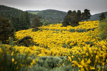 Gen&ecirc;ts en fleur