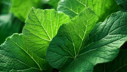 Detailed close-up of textured green burdock foliage. Macro photography focus